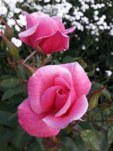 20190630_190458.jpg