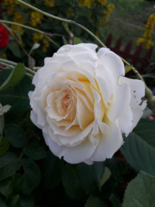 20190630_190510.jpg