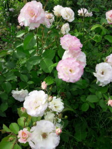 20190630_190638.jpg