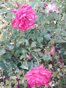 20190630_190735.jpg