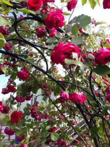 20190630_190724.jpg