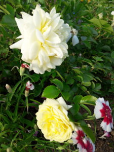 20190630_190044.jpg