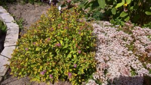WP_20190704_14_29_28_Pro.jpg