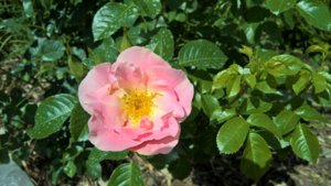 WP_20190703_09_58_27_Pro_LI.jpg