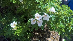 WP_20190702_09_55_17_Pro_LI.jpg