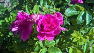 WP_20190702_09_55_43_Pro_LI.jpg