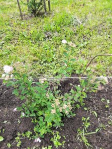 IMG_20190630_084453.jpg