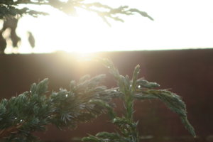 IMG_4119.JPG