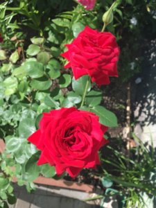 IMG_1478.JPG