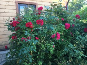 IMG_1481.JPG
