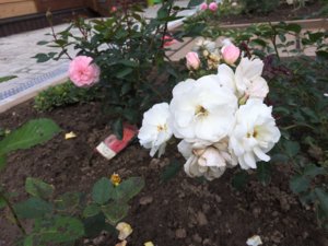IMG_1750.JPG