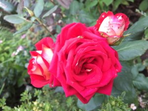 IMG_1603.JPG