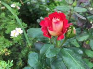 IMG_1566.JPG