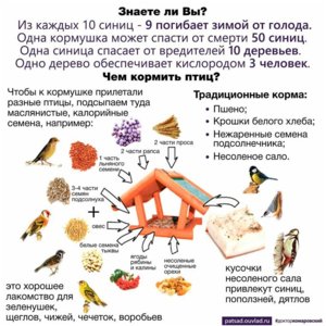 корм.jpg