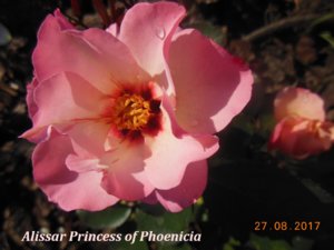 Alissar Princess of Phoenicia.jpg