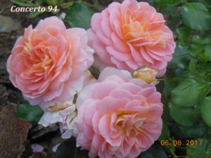 concerto 94.jpg