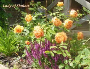Lady of Shalott.jpg