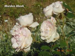Morden Blush.jpg