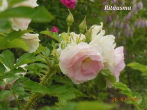 Ritausma .jpg