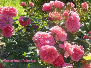 Rosarium Uetersen.jpg