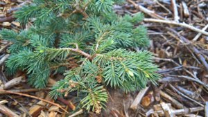 ель колючая Waldbrunn.jpg