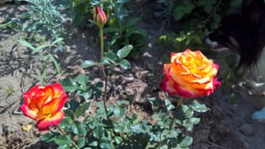 WP_20190625_09_59_20_Pro_LI.jpg