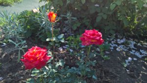 WP_20190629_08_10_37_Pro_LI.jpg