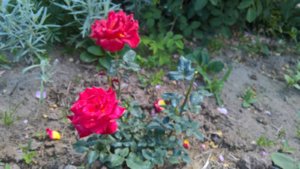 WP_20190705_10_28_39_Pro.jpg