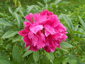 DSCN2622.JPG