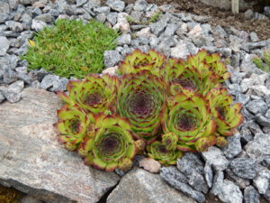 DSCN2452.JPG