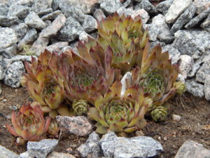 DSCN2460.JPG