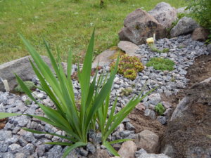 DSCN2707.JPG