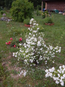 DSCN2646.JPG