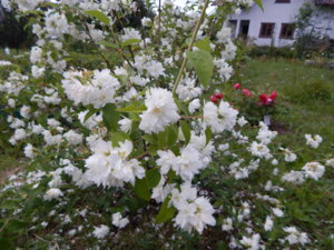 DSCN2649.JPG