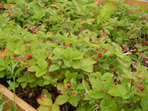 DSCN2598.JPG