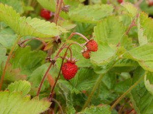 DSCN2600.JPG