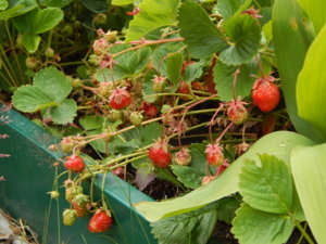 DSCN2656.JPG