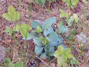 DSCN2853.JPG