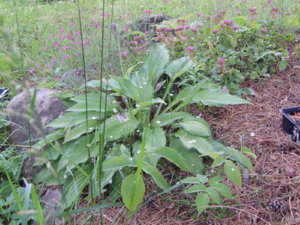 DSCN2857.JPG