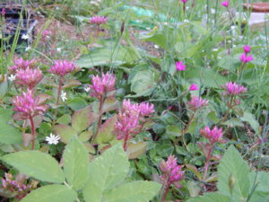 DSCN2858.JPG