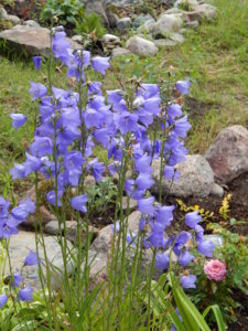 DSCN2516.JPG
