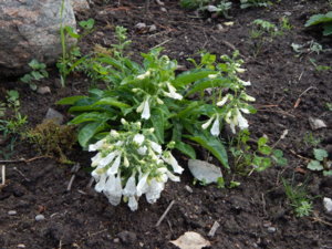 DSCN2520.JPG