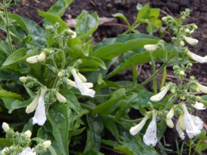 DSCN2522.JPG