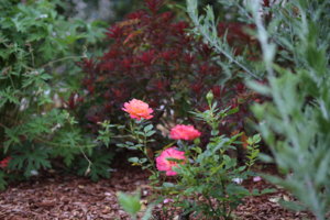 IMG_9095.JPG