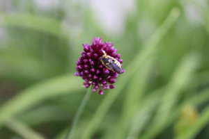 IMG_8696.JPG