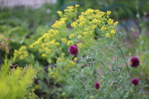 IMG_8996.JPG