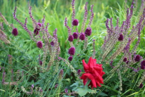 IMG_8990.JPG
