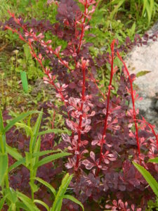 DSCN2499.JPG