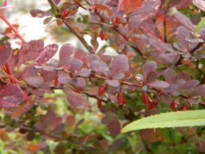 DSCN2500.JPG