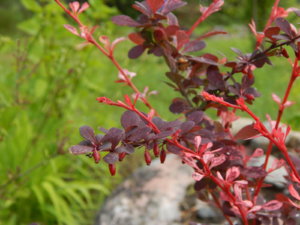 DSCN2501.JPG